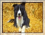 Leżący, Border collie, Słoma